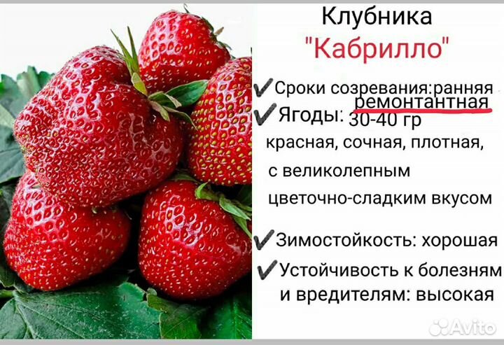 Рассада клубники 9 сортов