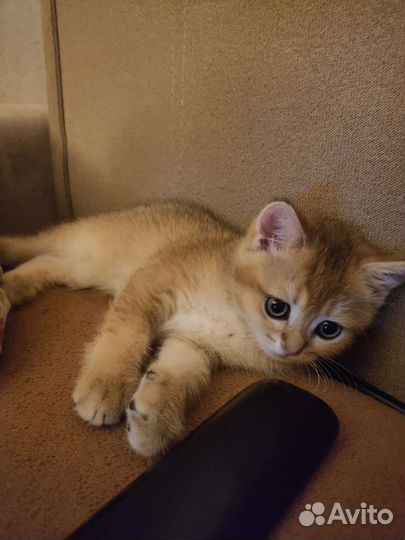 Котята золотая шиншилла