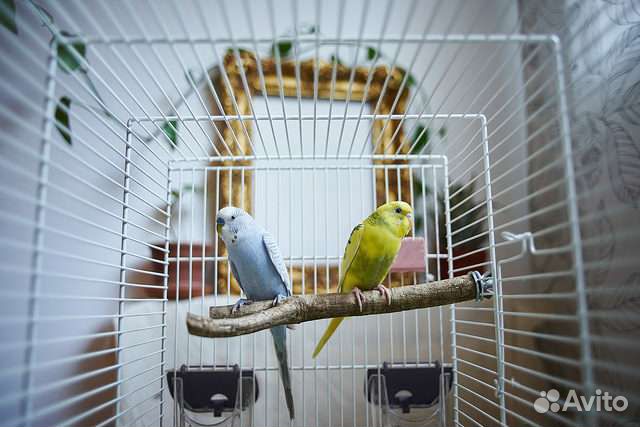 Передержка птиц