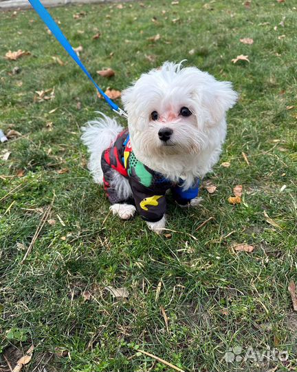 Мальчик для вязки