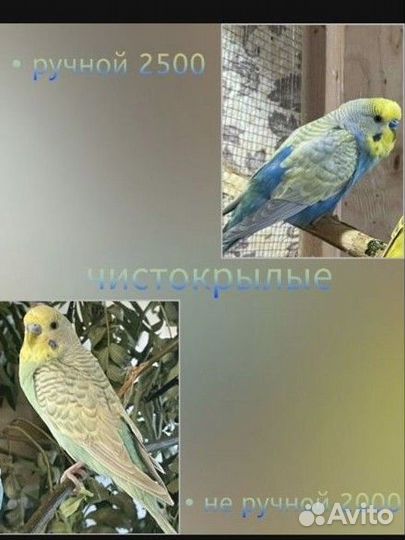 Волнистый попугай