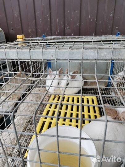 Кролики породы Рекс