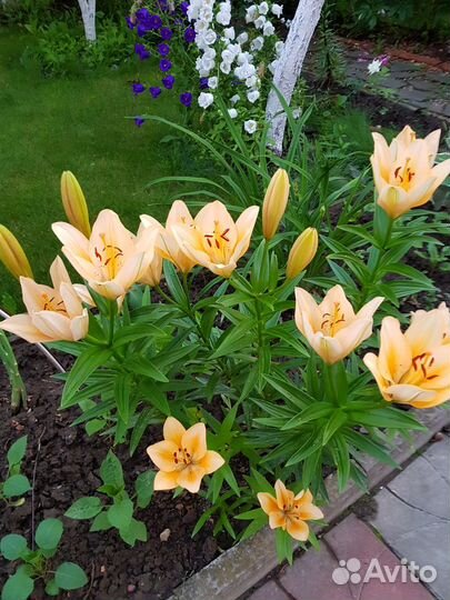 Лилейники, карлик лилейники, лилии