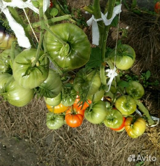 Помидоры(семена)