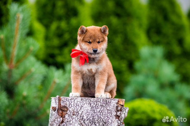 Рыжие сиба для людей которым важно качество