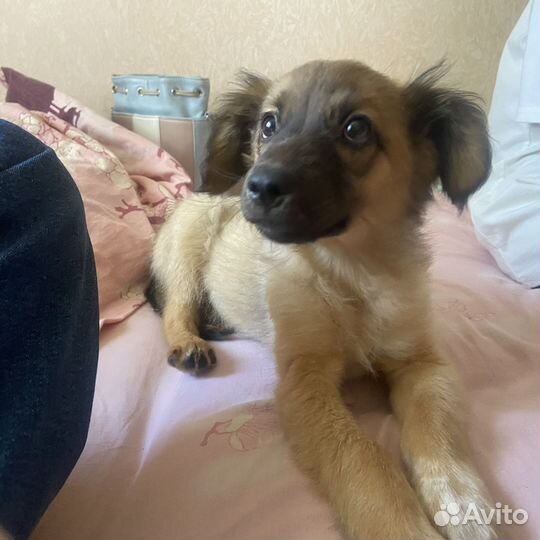 Щенок в добрые руки бесплатно