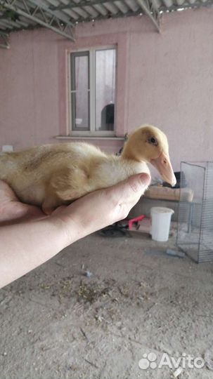 Утята суточные и подрост