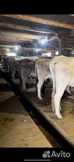 Корова дойная с теленком