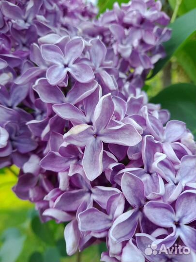 Сирень Мечта, Пихта Сибирская, кедр