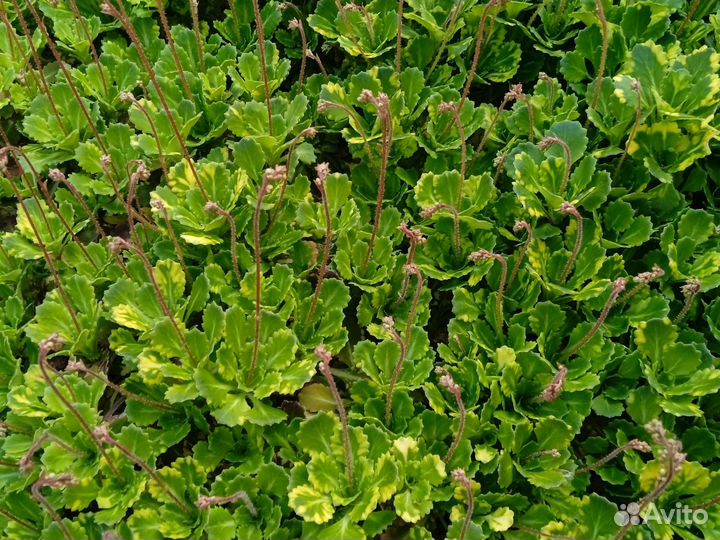 Многолетние растения для дачи