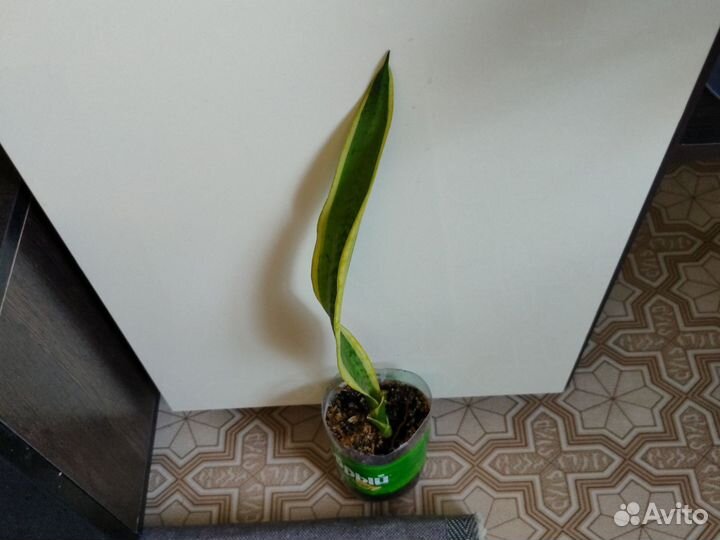 Сансевиерия Лаурентия щучий хвост