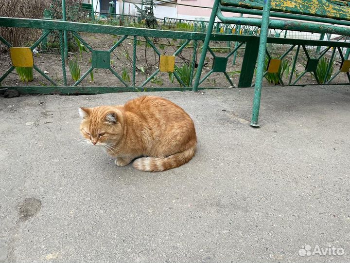 Рыжая кошка ищет дом