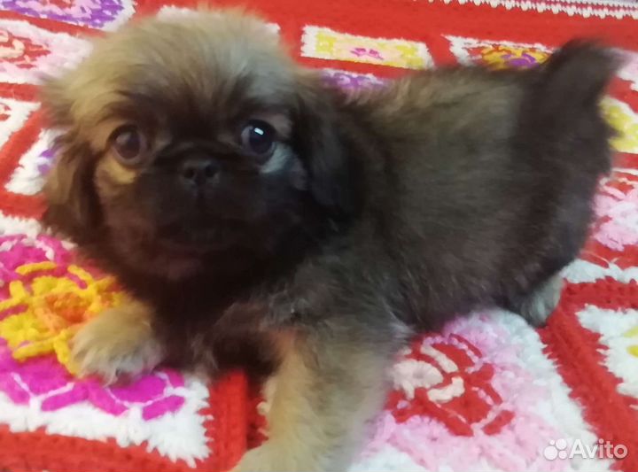 Щенки пекинеса