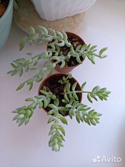 Очиток моргана