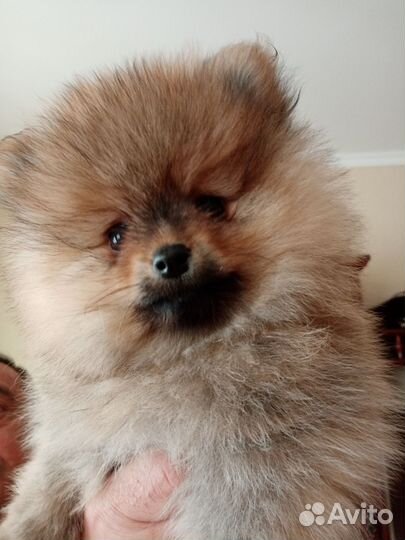 Щенки шпица мини