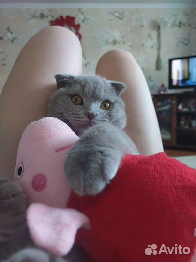 Ищу на вязку,британец вислоухий