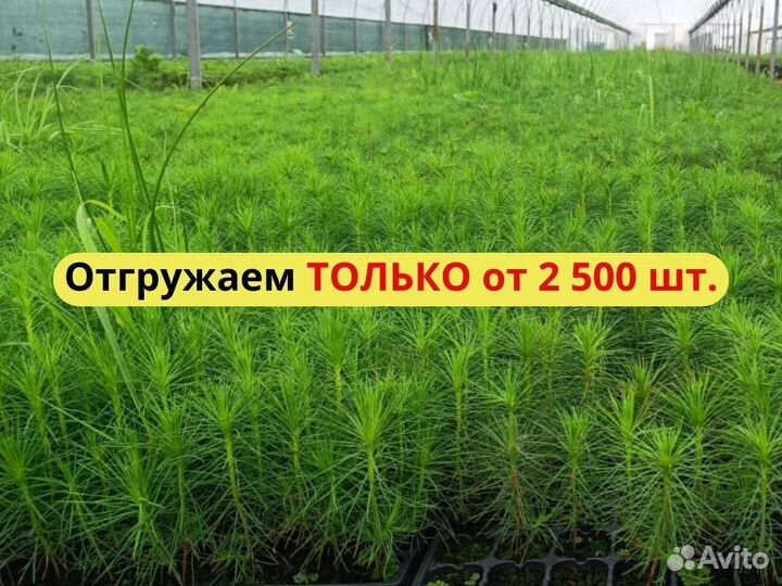 Сеянцы ели европейской зкс оптом