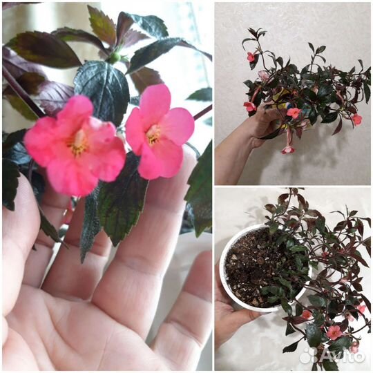 Ахименес ампельный