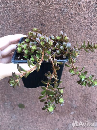 Суккуленты уличные