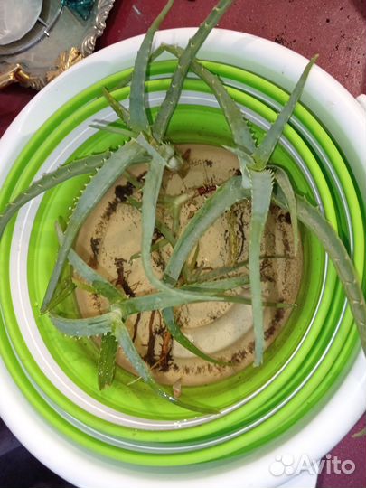 Отростки алоэ