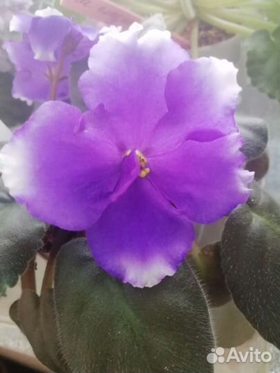 Сортовые фиалки