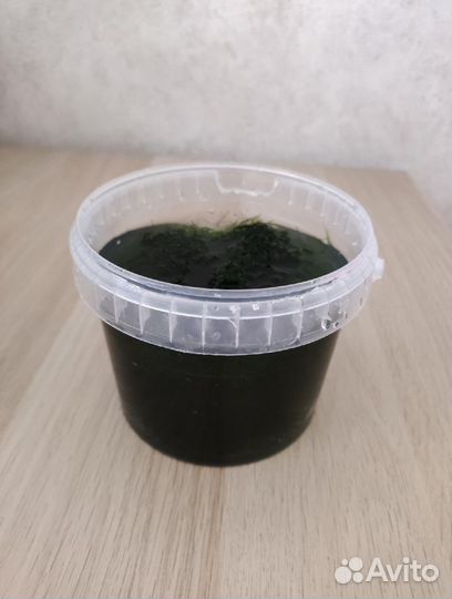 Аквариумное растение яванский мох