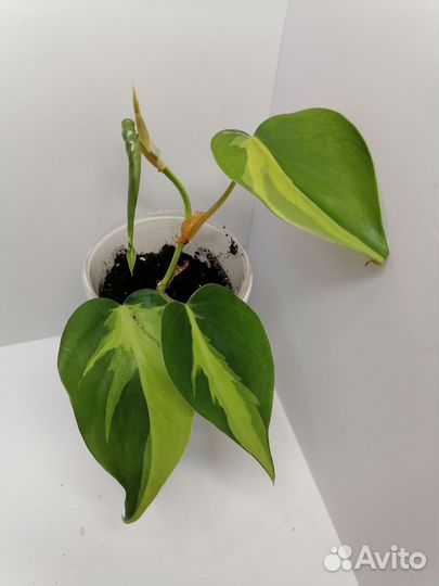 Сингониум Три Короля, Филодендрон Бразил