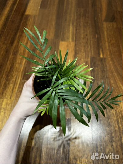 Пальма хамедорея