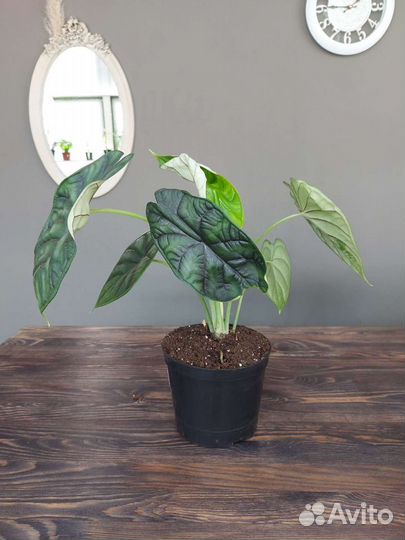 Алоказия Шкура Дракона Драгон Скейл