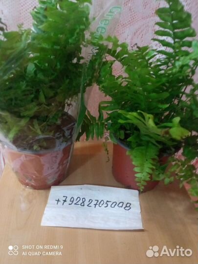 Папоротник нефролепис