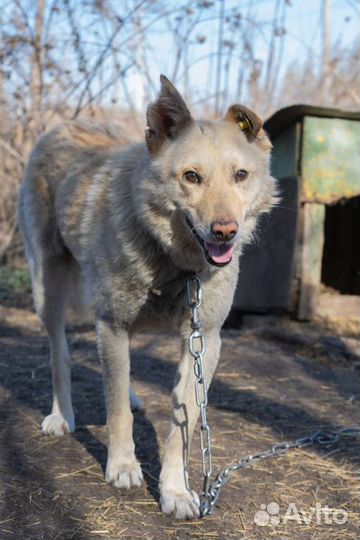 Собака в добрые руки