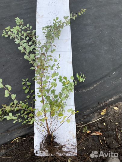 Спирея вангутта