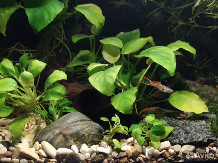 Готовый мини аквариум с рыбками и растениями
