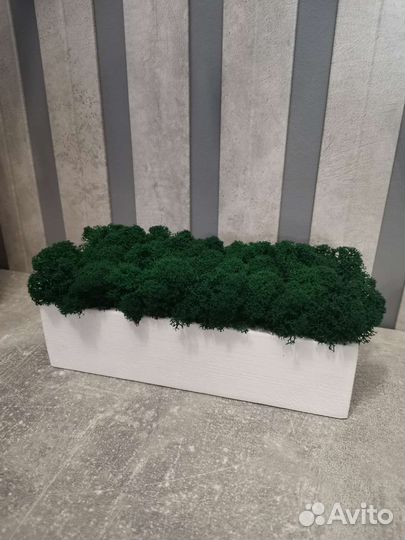 Кашпо со стабилизированным мхом