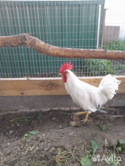 Молодые петухи