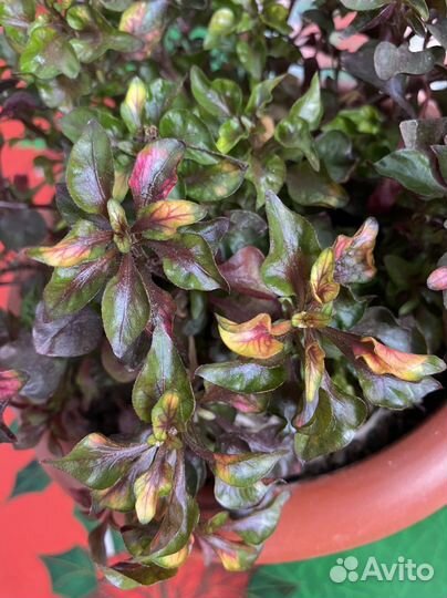 Альтернатера