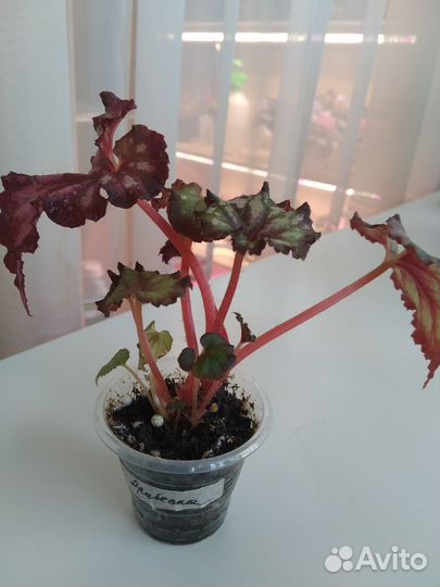 Бегония LeRex Ловец снов