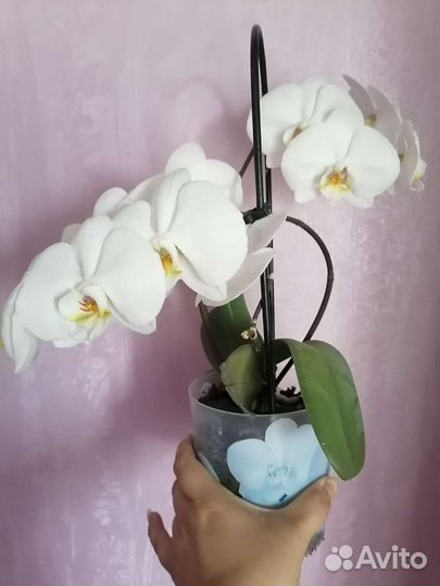 Орхидея