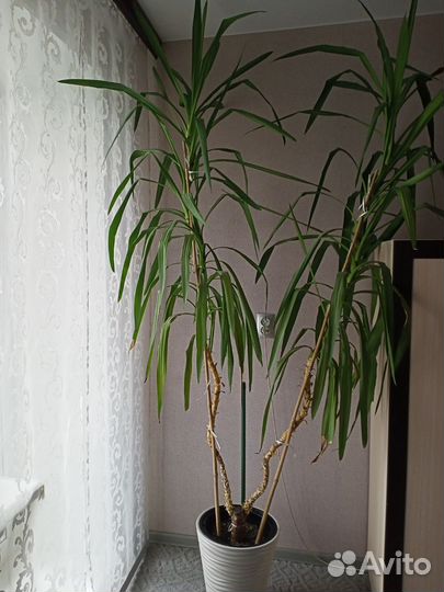 Пальма юкка