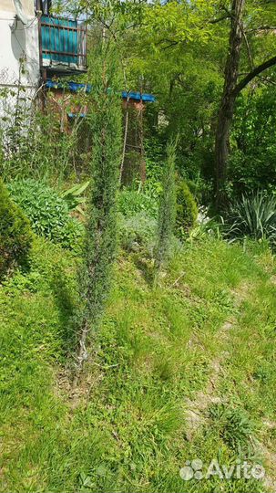 Кипарисы. Туи