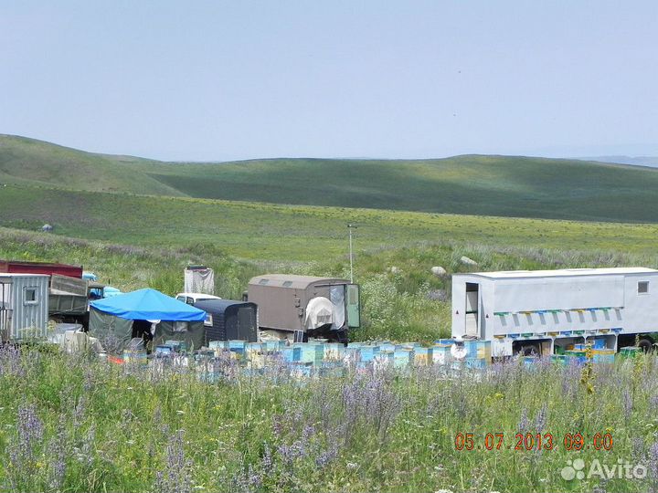 Мед горный из Казахстана, разнотравье