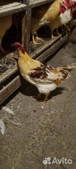 Молодые петухи