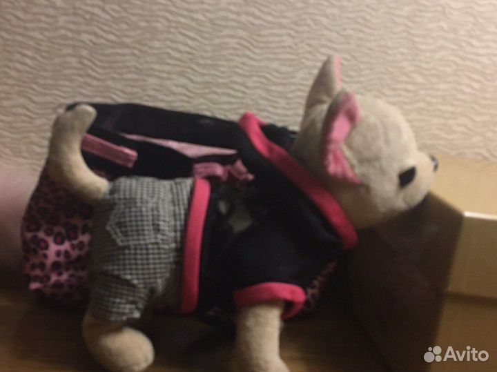 Чичилав rock star редкая