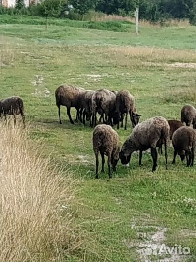 Овцы романовские