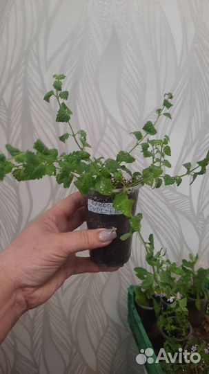 Рассада бакопы