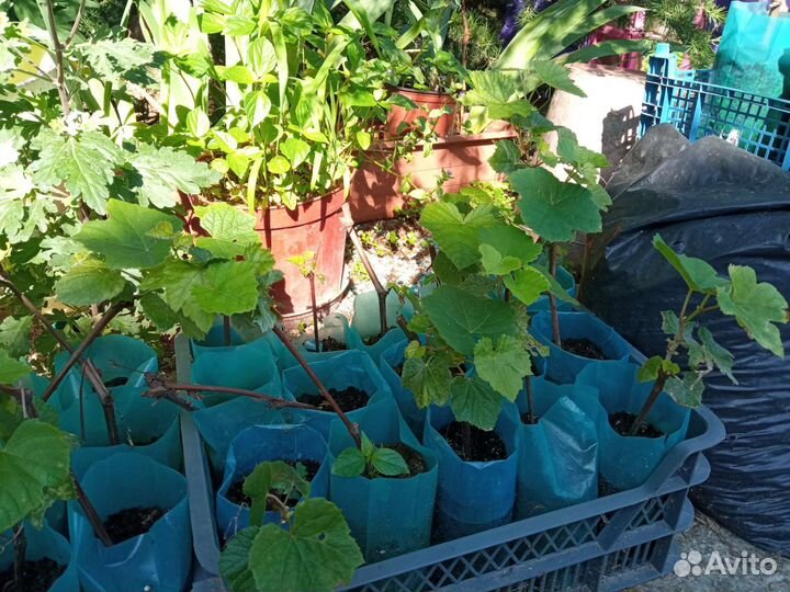 Саженцы винограда изабелла