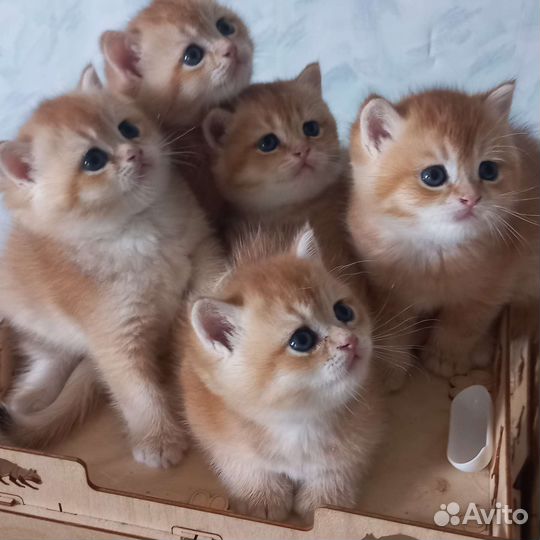 Золотые британцы