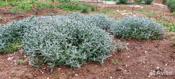 Ясколка Крымский Эдельвейс