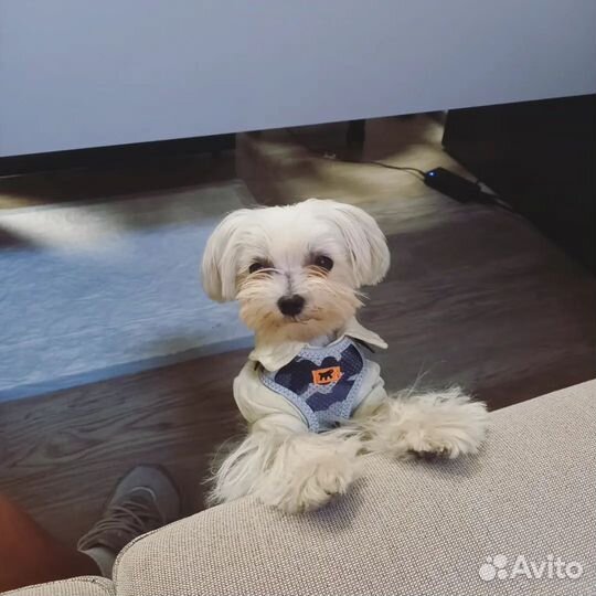 Реклама, сотрудничество