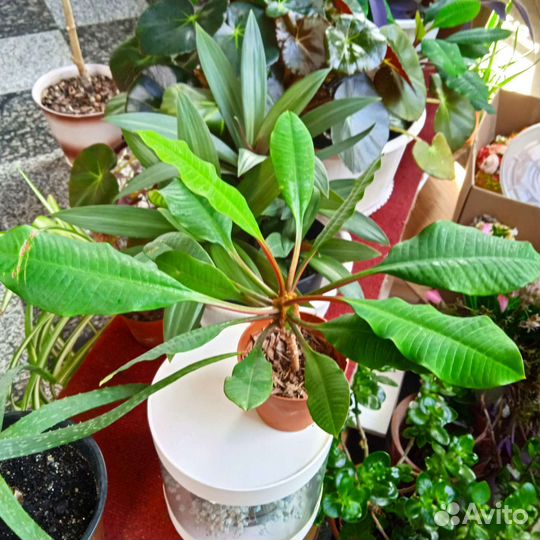 Молочай, толстянка, алое вера, бегония